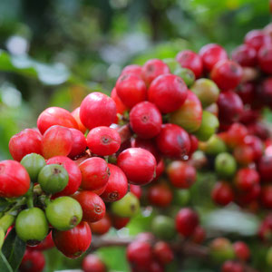 Das Synonym für Kolumbien: Kaffee